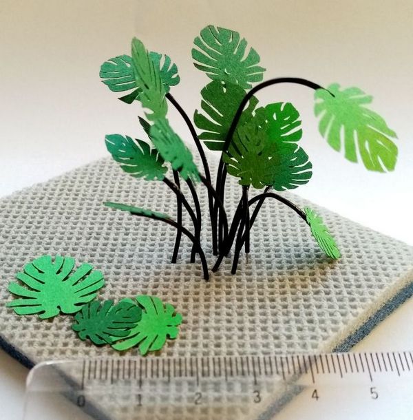 Pflanze Monstera 2